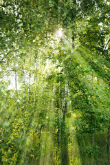 Birches in the sunshine 2 - 331740883