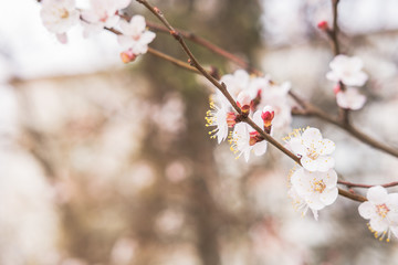 Blooming white flowers spring tree branch. Selective focus. Sunlight.