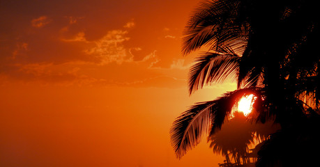 Fototapeta na wymiar Coconut and sunset