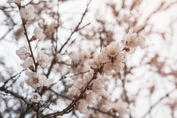 Blooming white flowers spring tree branch. Selective focus. Sunlight.