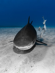  Nahaufnahme eines Tigerhais(Galeocerdo cuvier)