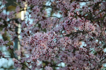 rosa Blumen im Garten