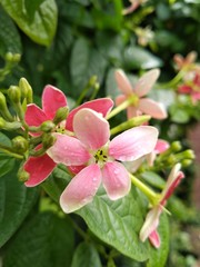 Fototapeta premium flower in garden