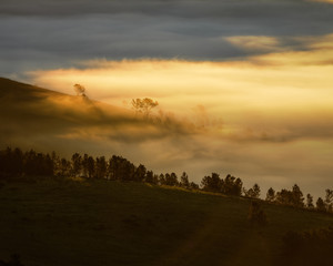 Silhouette of Trees in the Golden Mist