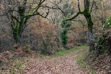 Trail covered in Dry Leaves in a Forest