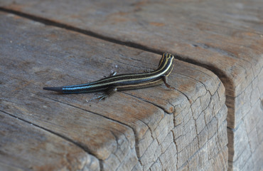 reptil de colores posado sobre una madera
