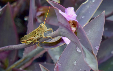 grasshopper on plant