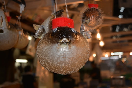 pez globo en el mercado de Japón