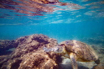 A large green turtle swims underwater in the Indian Ocean.