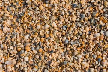 Background of a large number of colorful beautiful sea shells close-up.