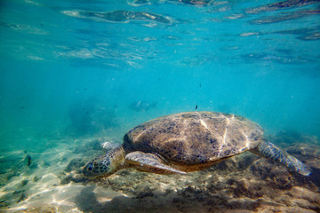 Obraz premium A large green turtle swims underwater in the Indian Ocean.