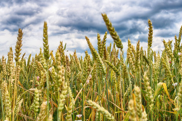 Wheat field (close up). Filter applied