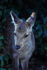 Naklejka na ściany i meble Japan Deer in the Miyajima Island, Itsukushima
