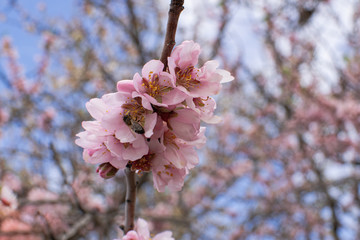 European honey bee (apis mellifera) pollinating almond flower (prunus dulcis)