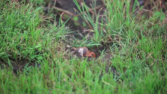 crab in his hole