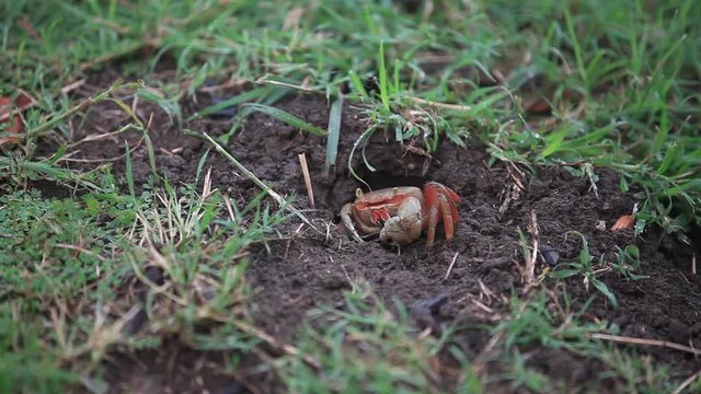 crab in his hole