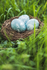 Painted blue textured easter eggs in a brown nest lies in green fresh grass. The concept of the spring holiday and egg hunting.