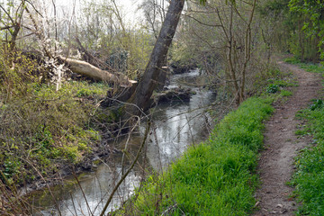 die selz bei gau-köngernheim