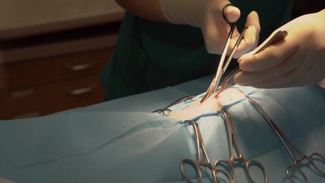 performing a surgical procedure using a tool such as a scalpel, clamps, scissors, disinfection and bandages. traces of blood