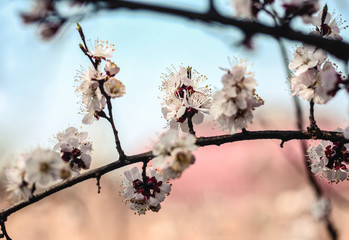 tree, spring, blossom, flower, cherry, pink, branch, nature, sky, bloom, flowers, sakura, blue, blooming, plant, petal, beauty, white, season, blossoms, beautiful, flora, floral, garden, cherry blosso