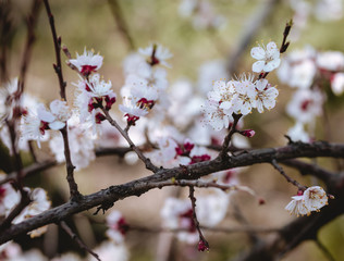 tree, spring, blossom, flower, cherry, pink, branch, nature, sky, bloom, flowers, sakura, blue, blooming, plant, petal, beauty, white, season, blossoms, beautiful, flora, floral, garden, cherry blosso