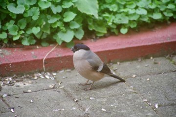 Dompfaff Weibchen