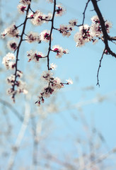 tree, spring, blossom, flower, cherry, pink, branch, nature, sky, bloom, flowers, sakura, blue, blooming, plant, petal, beauty, white, season, blossoms, beautiful, flora, floral, garden, cherry blosso