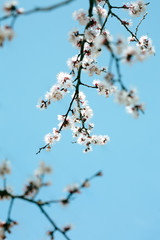 tree, spring, blossom, flower, cherry, pink, branch, nature, sky, bloom, flowers, sakura, blue, blooming, plant, petal, beauty, white, season, blossoms, beautiful, flora, floral, garden, cherry blosso