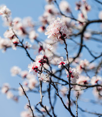 tree, spring, blossom, flower, cherry, pink, branch, nature, sky, bloom, flowers, sakura, blue, blooming, plant, petal, beauty, white, season, blossoms, beautiful, flora, floral, garden, cherry blosso