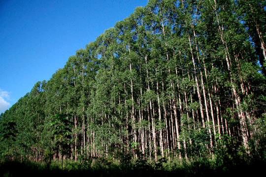 Eucalyptus Plantation In Southern Bahia