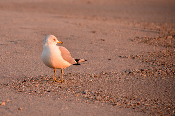 Morning Beach Sunbath