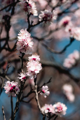 tree, spring, blossom, flower, cherry, pink, branch, nature, sky, bloom, flowers, sakura, blue, blooming, plant, petal, beauty, white, season, blossoms, beautiful, flora, floral, garden, cherry blosso