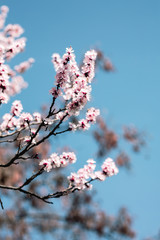 tree, spring, blossom, flower, cherry, pink, branch, nature, sky, bloom, flowers, sakura, blue, blooming, plant, petal, beauty, white, season, blossoms, beautiful, flora, floral, garden, cherry blosso