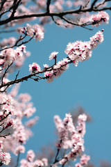 tree, spring, blossom, flower, cherry, pink, branch, nature, sky, bloom, flowers, sakura, blue, blooming, plant, petal, beauty, white, season, blossoms, beautiful, flora, floral, garden, cherry blosso