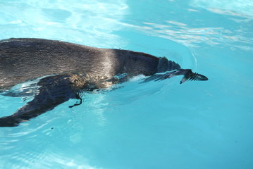 Obraz premium Penguin swimming in the pool