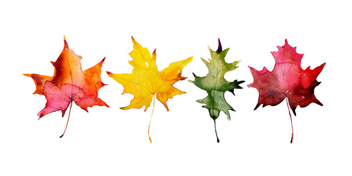 Autumn maple leaves, set of elements for design, watercolor illustration.