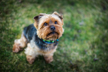 Yorkshire portrait in the garden