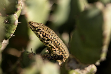 Lagarija escondida