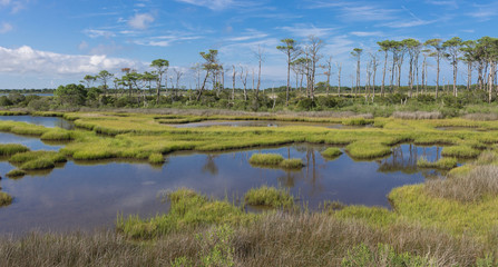 The wetlands of Assateague Island, part of the US National Park Service, in the Summer