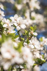 Obraz na płótnie Canvas Blooming white flowers spring tree branch. Selective focus. Sunlight.