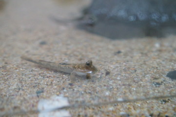Observe the Barred mudskipper in the aquarium