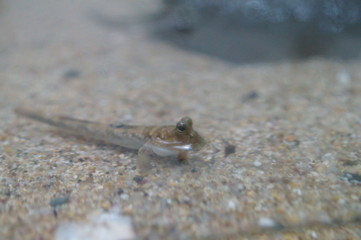 Observe the Barred mudskipper in the aquarium
