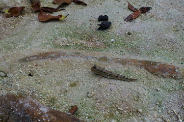 Observe the Barred mudskipper in the aquarium