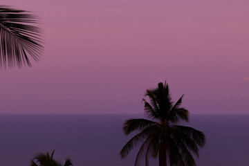 Fototapeta na wymiar Purple sunset and black palm silhouettes