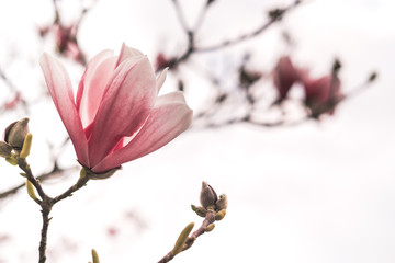 Pink magnolia flowers on a bush against a light sky. Selective focus. Sunlight.