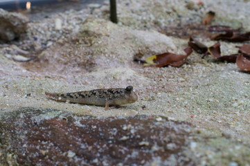 Observe the Barred mudskipper in the aquarium