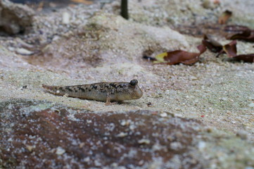 Observe the Barred mudskipper in the aquarium