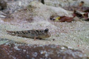 Observe the Barred mudskipper in the aquarium