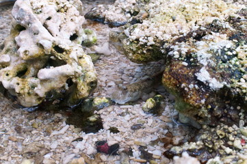 Observe the Barred mudskipper in the aquarium