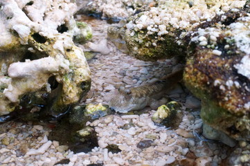 Observe the Barred mudskipper in the aquarium